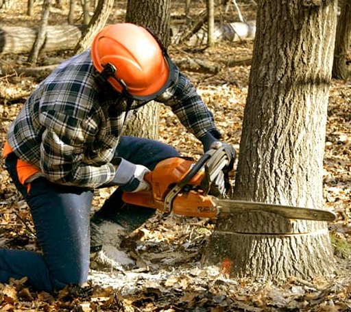 Tree Removal in Crowder, MS